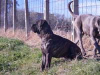 cane corso brindle